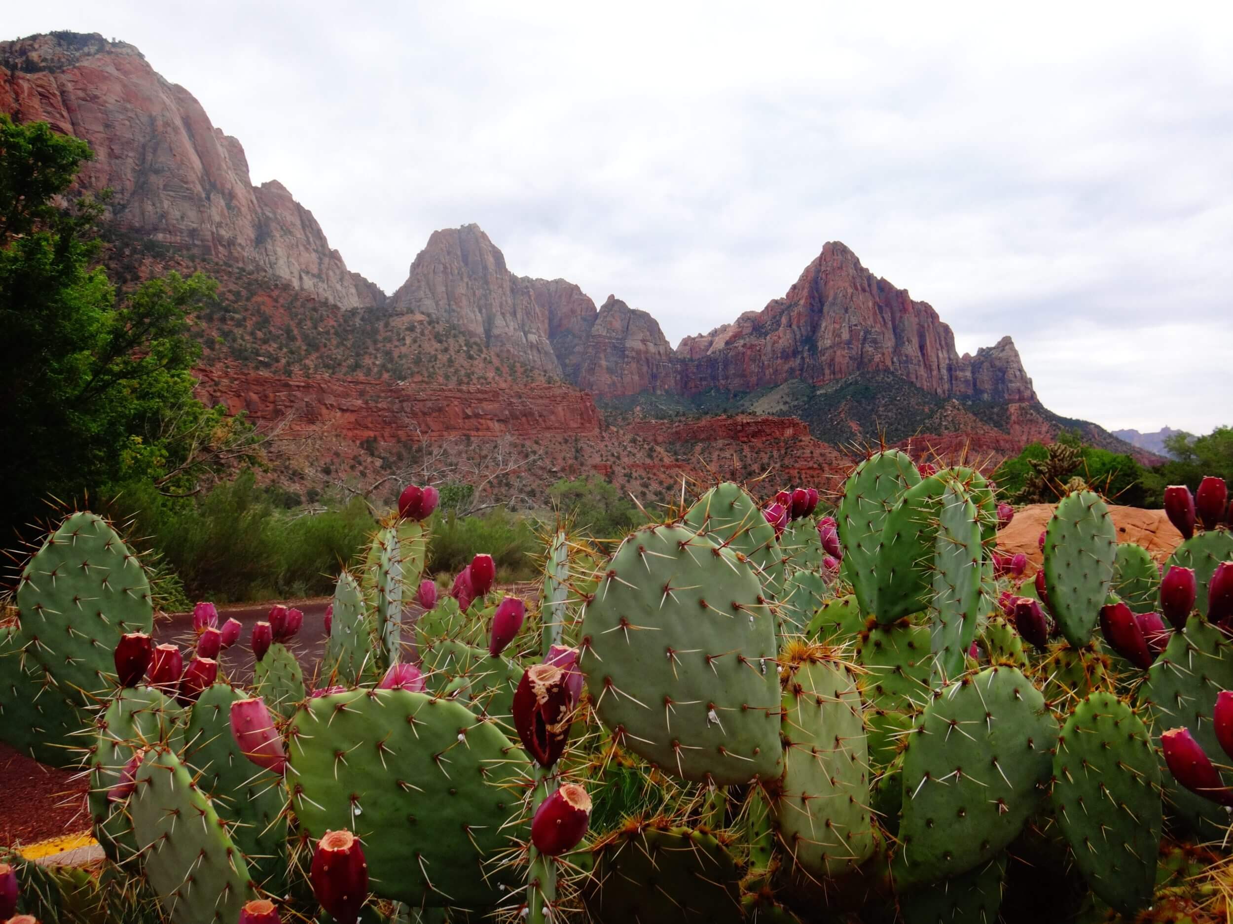 A close-up of prickly pear cacti in the foreground with rugged red rock mountains in the background under a cloudy sky.