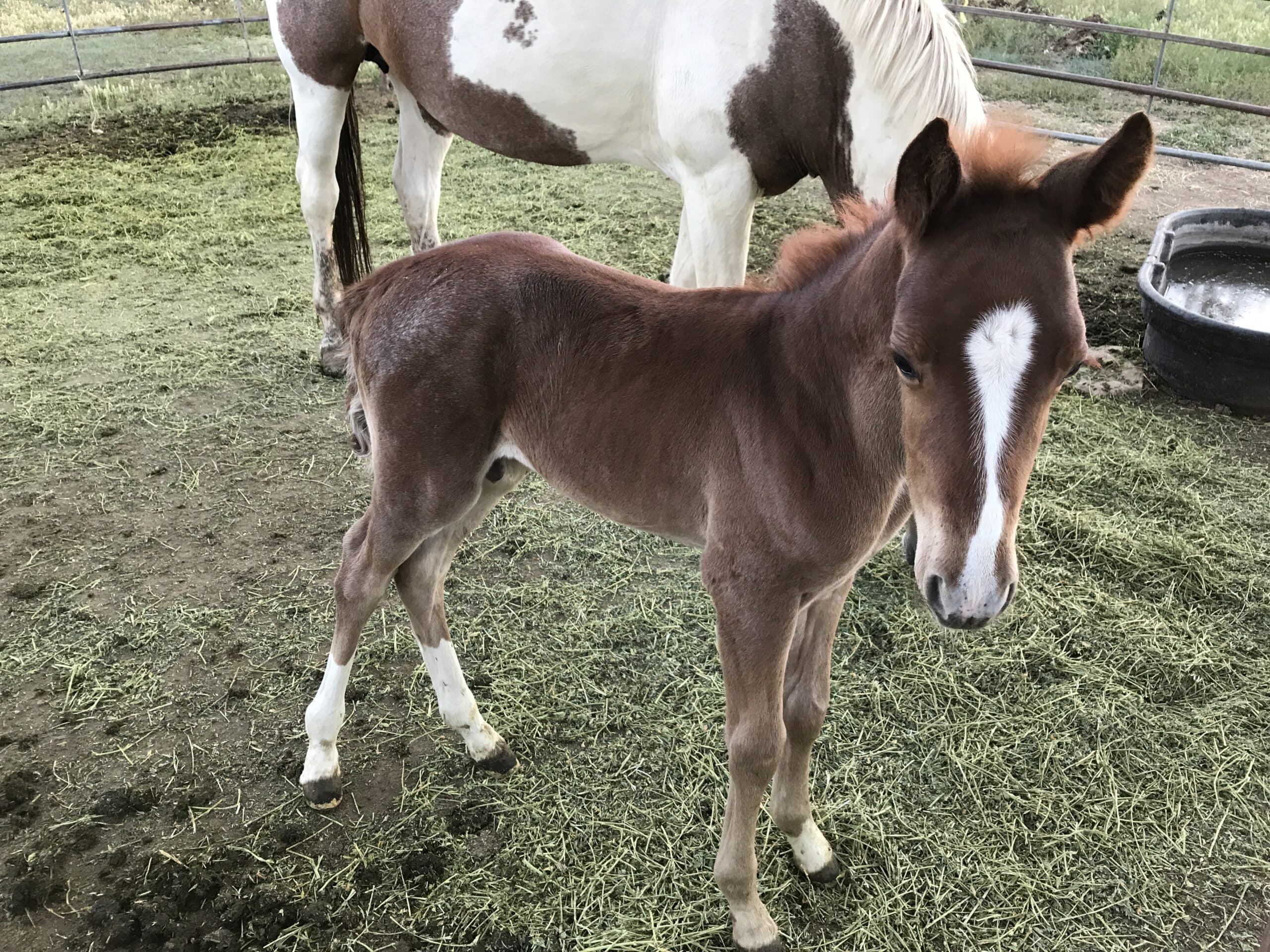 A brown foal stands on grass with a larger horse in the background.