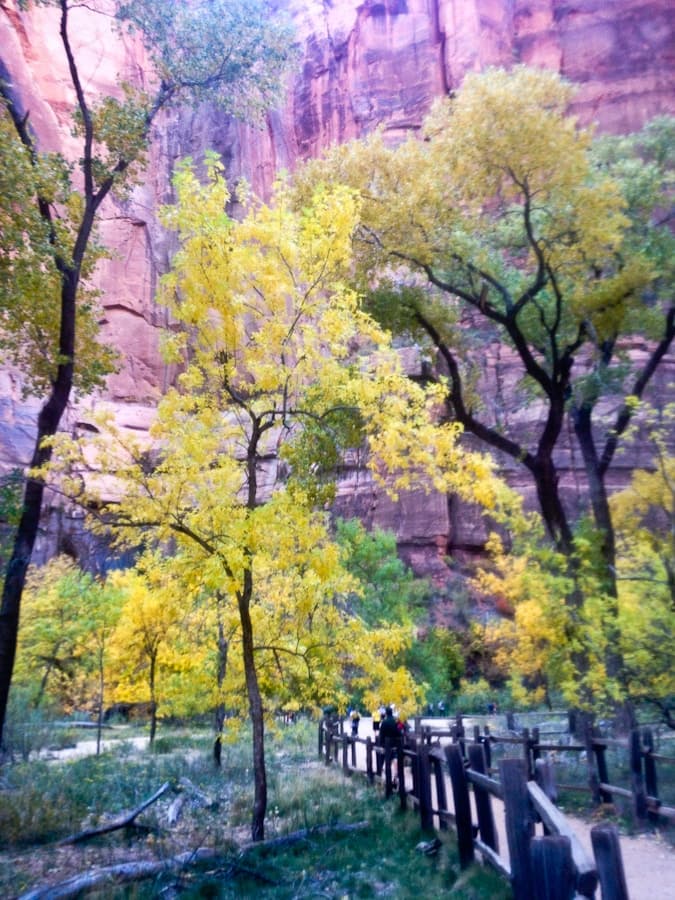 A pathway bordered by vibrant yellow and green trees, set against towering red rock walls.