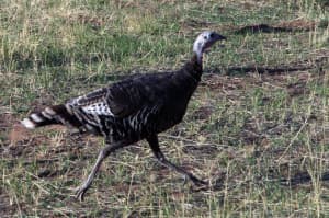 wild turkey