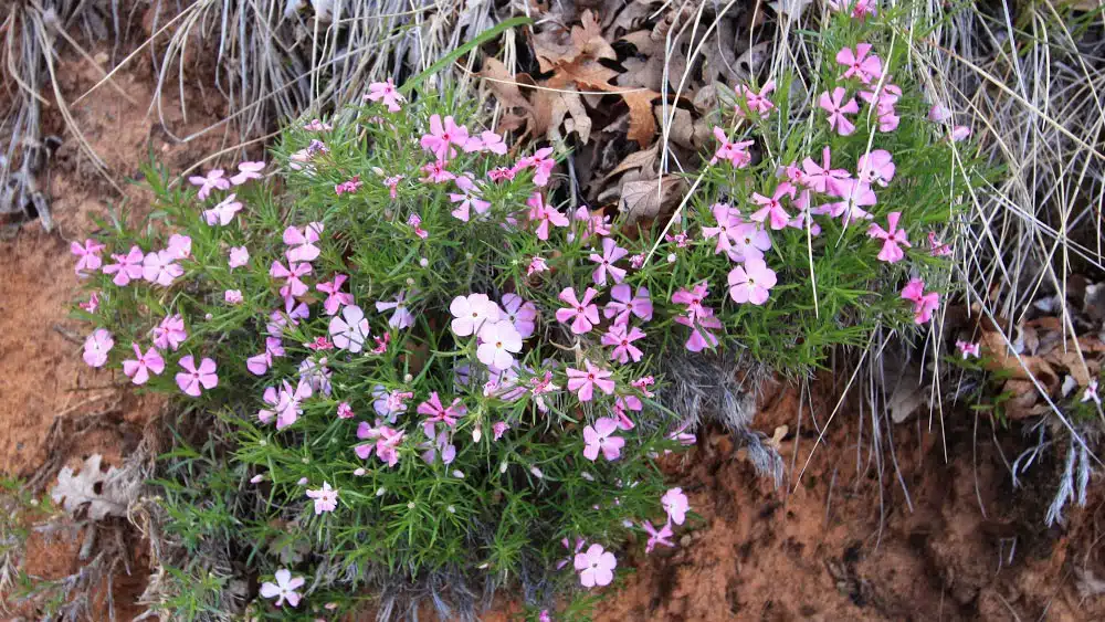 A cluster of pink and white flowers growing from the ground.