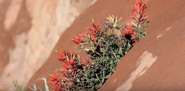 A cluster of vibrant red and green plants growing on a rugged, sandy surface.