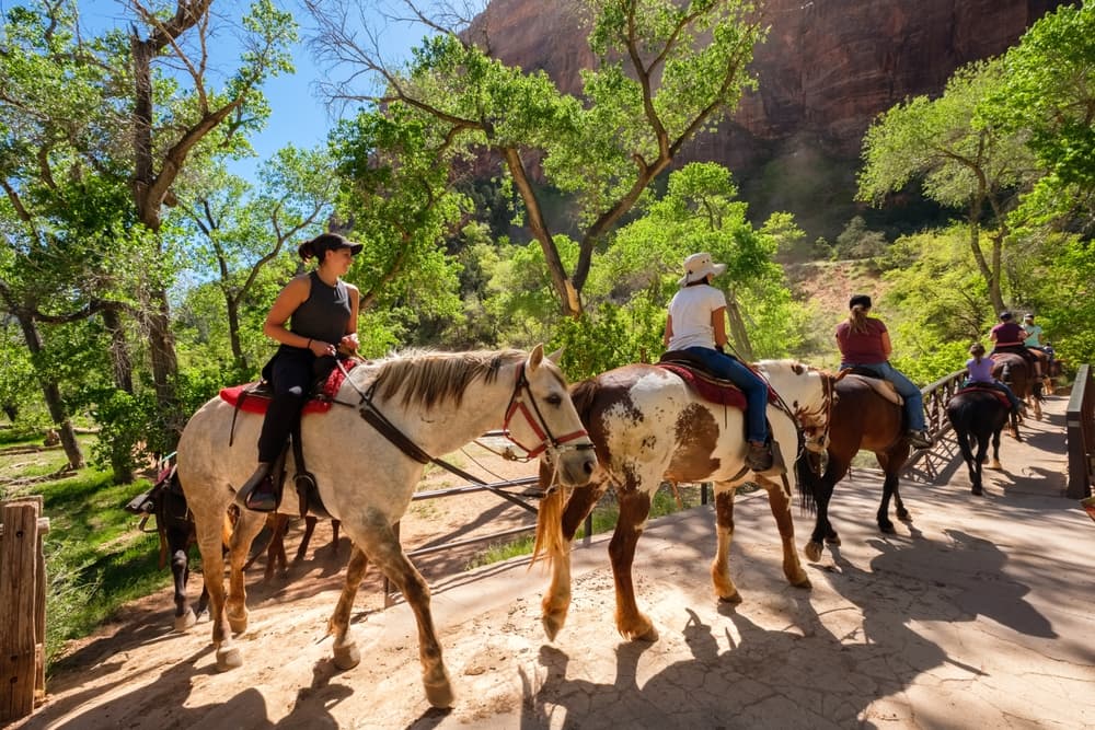 Two riders on horseback navigate a sunlit trail surrounded by lush greenery.