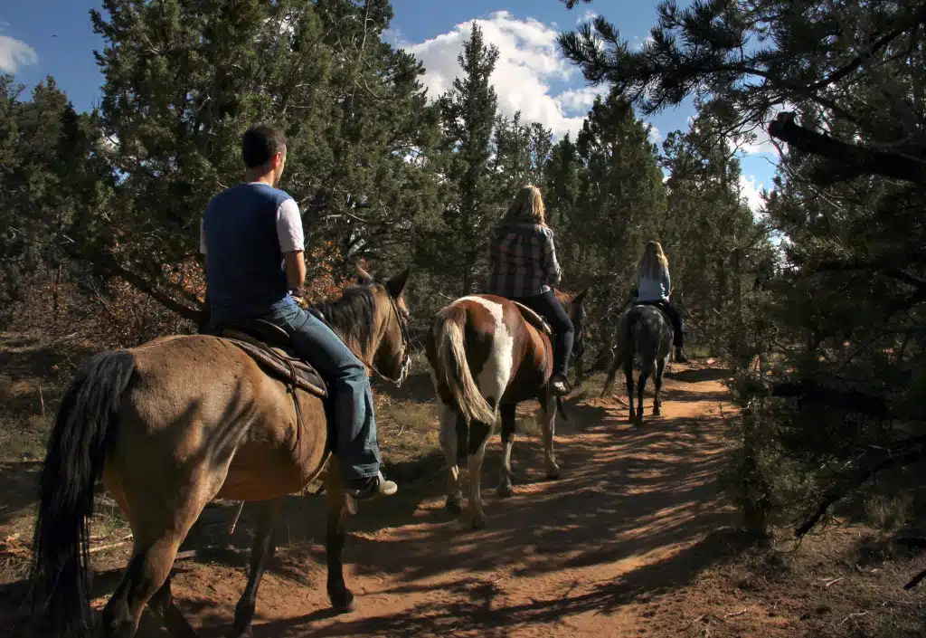 Three riders on horseback trail through a forest path.