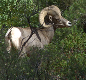 Bighorn Sheep - Ram - Feeding on brush in thicket - Zion National Park