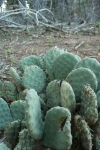 IMG_56792ZionCactus Zion Park Cactus - Flora