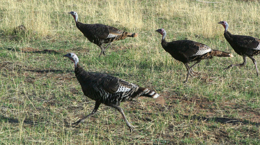 Wild Turkeys at Zion Ponderosa Ranch Resort.