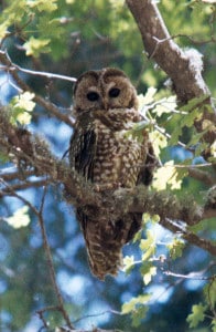Mexican spotted owl