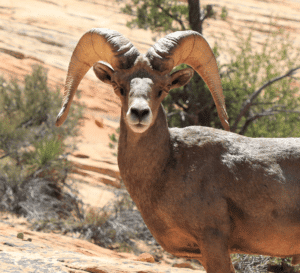 10 cool facts about zion wildlife
