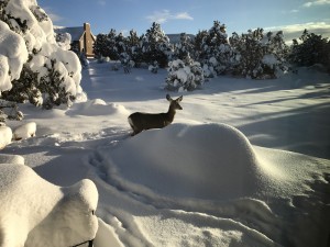 Mule deer in winter Zion Ponderosa