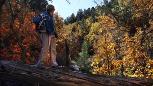 a woman stares into the beautiful fall foliage while hiking on a fallen log near zion national park