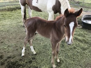 Typhoon new colt born at Zion Ponderosa | Baby Animal Season