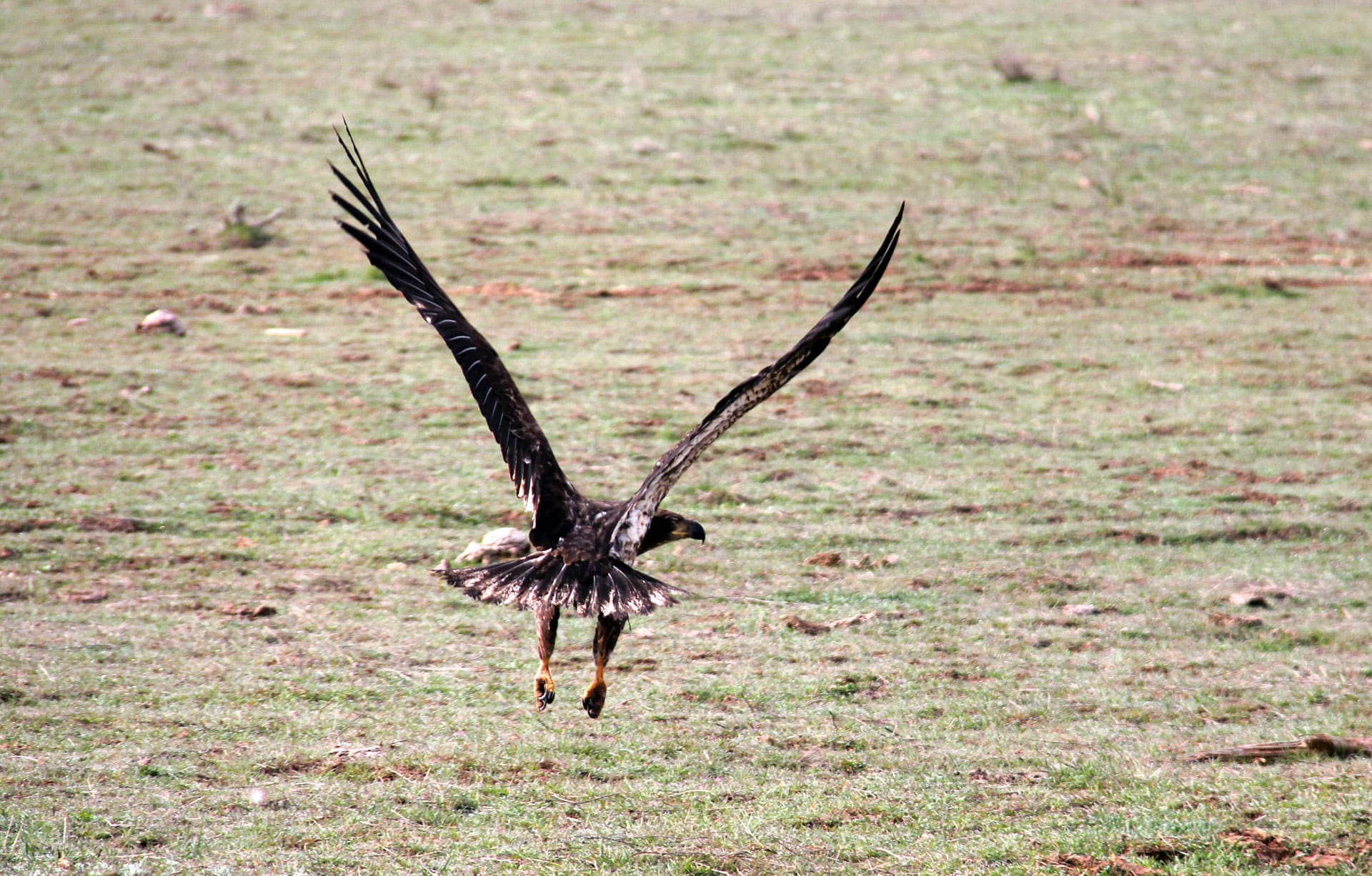 Featured image for “Bald Eagles and Golden Eagles in Zion”