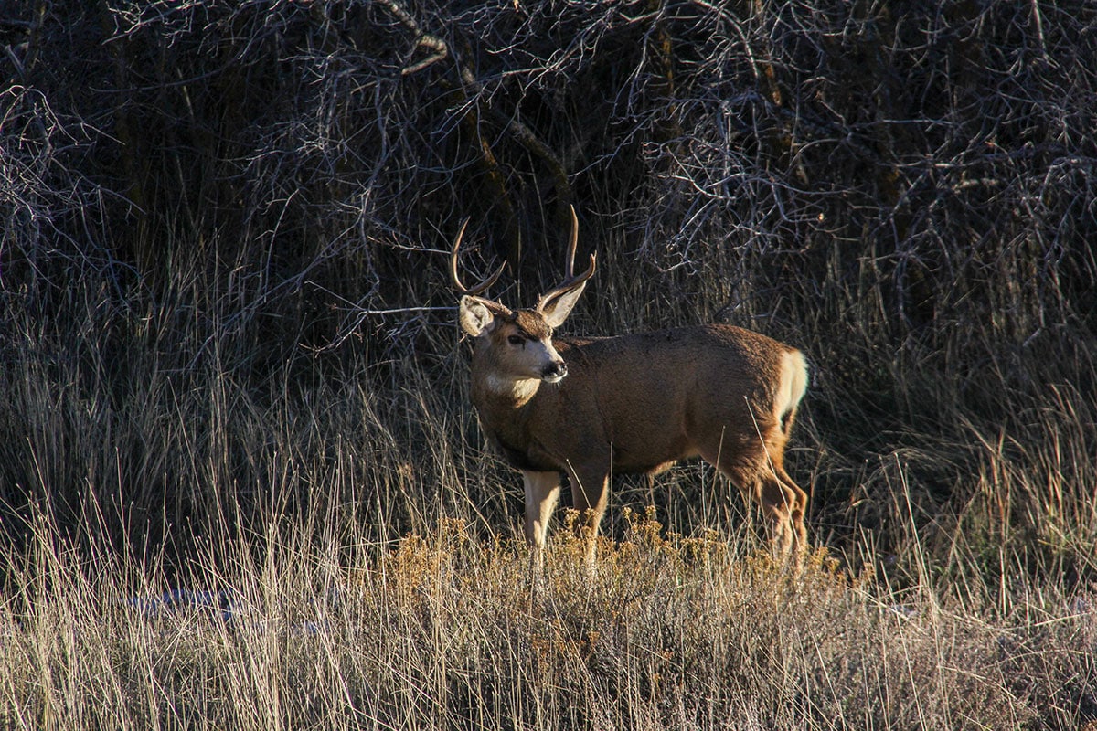 Zion National Park 26 wildlife in Zion National Park